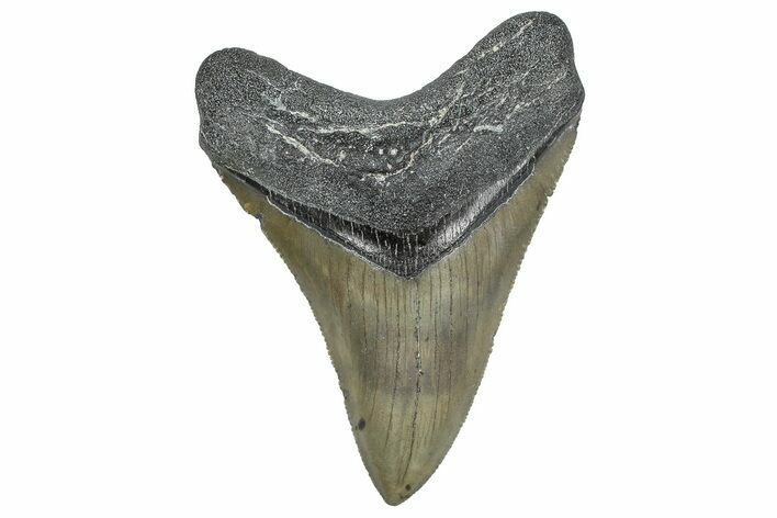 Serrated, Fossil Megalodon Tooth - North Carolina #343419